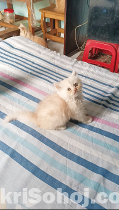 Persian Male & Female Kitten